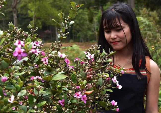 Ringkasan gambar bunga sim yang paling indah