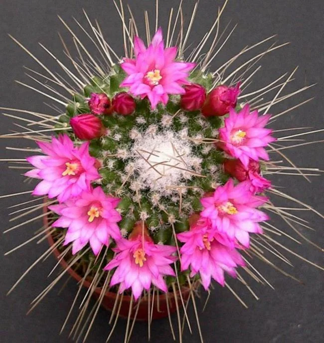 En güzel kaktüs çiçeklerinin görüntülerini birleştirmek