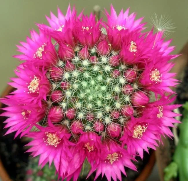 En güzel kaktüs çiçeklerinin görüntülerini birleştirmek