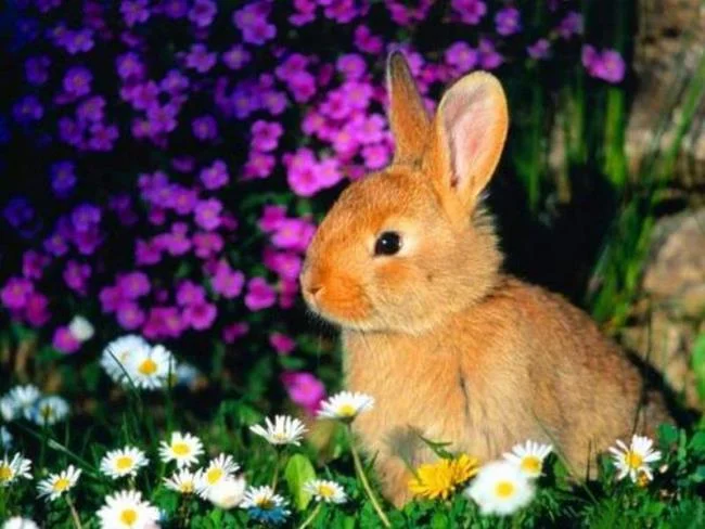 خلاصه ای از زیباترین و زیبا ترین تصویر خرگوش