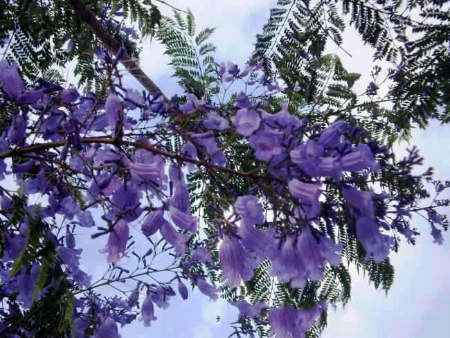 Koleksi bunga phoenix ungu yang paling indah