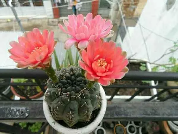 Menggabungkan gambar bunga kaktus yang paling indah