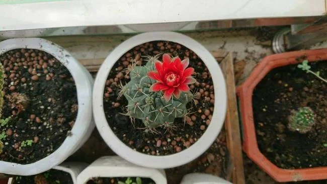 Menggabungkan gambar bunga kaktus yang paling indah