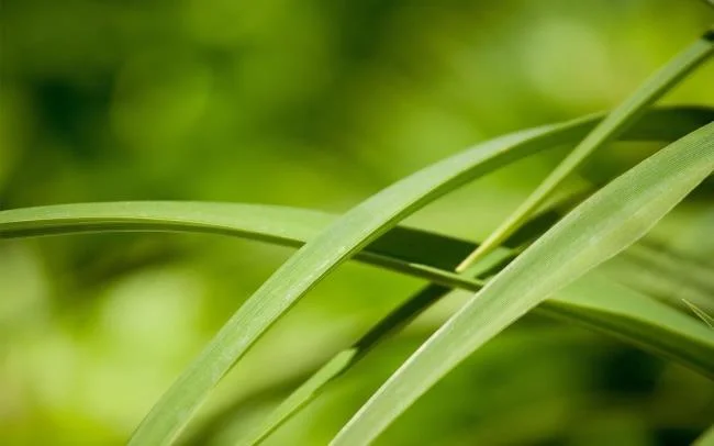 Koleksi kertas dinding rumput hijau yang paling indah