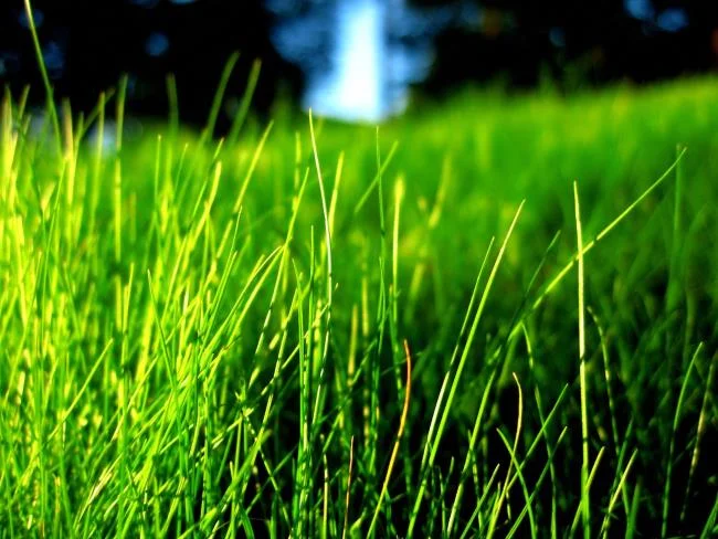 Koleksi kertas dinding rumput hijau yang paling indah