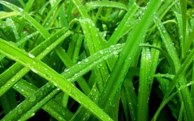 Koleksi kertas dinding rumput hijau yang paling indah