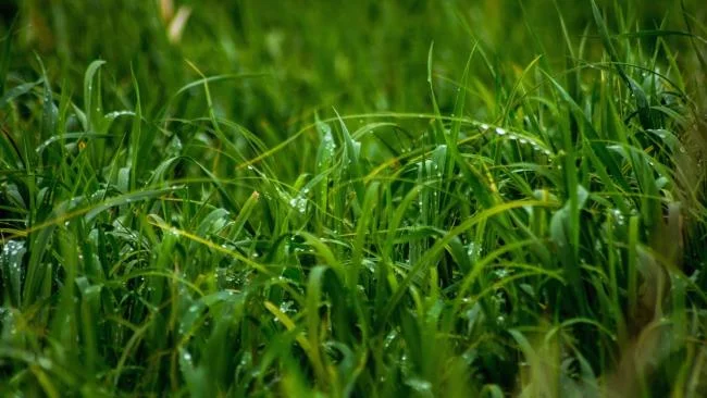 Koleksi kertas dinding rumput hijau yang paling indah