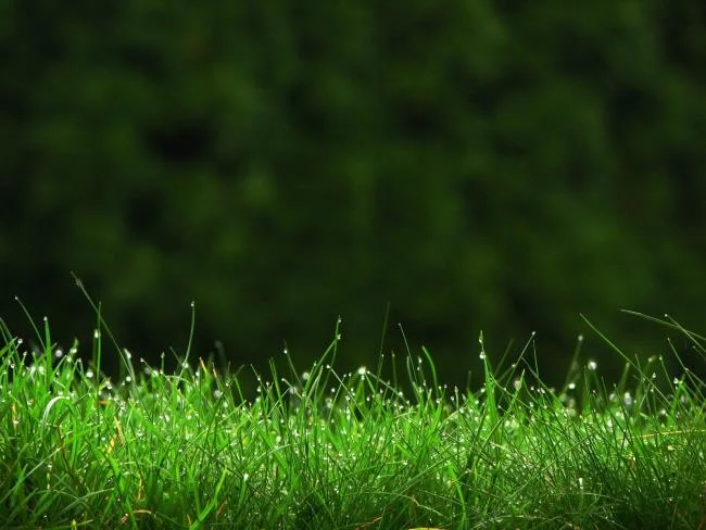 Koleksi kertas dinding rumput hijau yang paling indah
