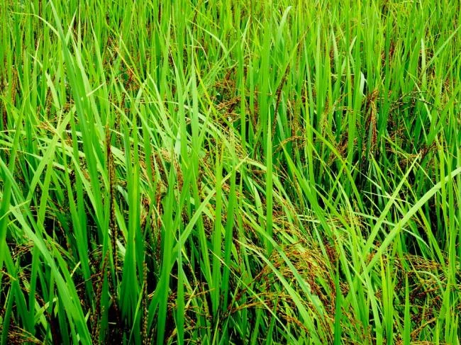 Koleksi kertas dinding rumput hijau yang paling indah