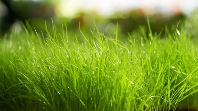 Koleksi kertas dinding rumput hijau yang paling indah