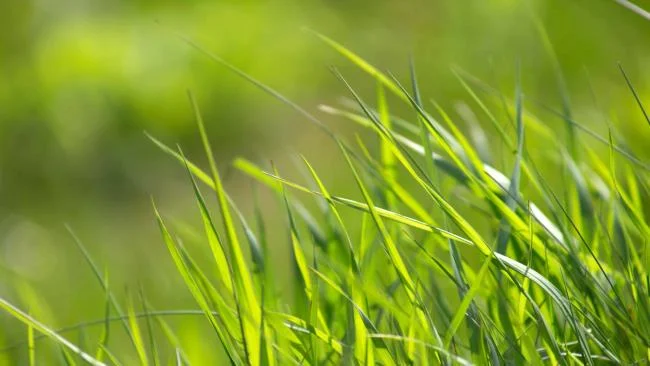 Koleksi kertas dinding rumput hijau yang paling indah