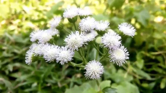 美麗的豬屎花的圖片