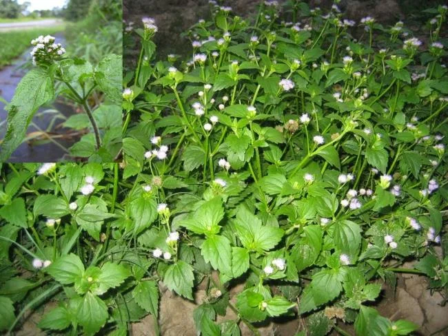 美麗的豬屎花的圖片