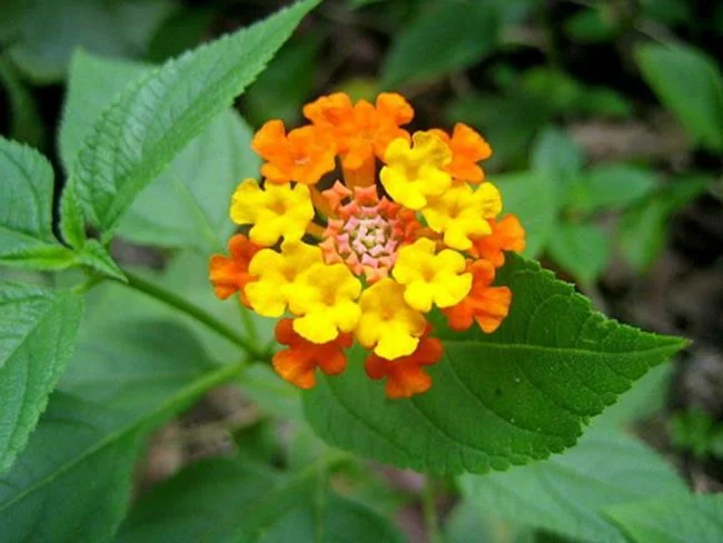 美麗的豬屎花的圖片