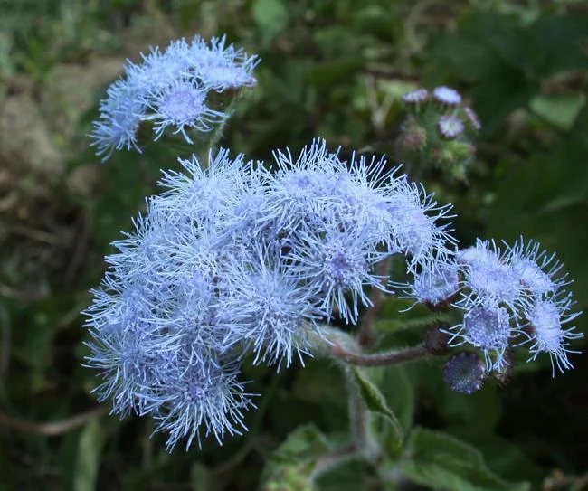 美麗的豬屎花的圖片