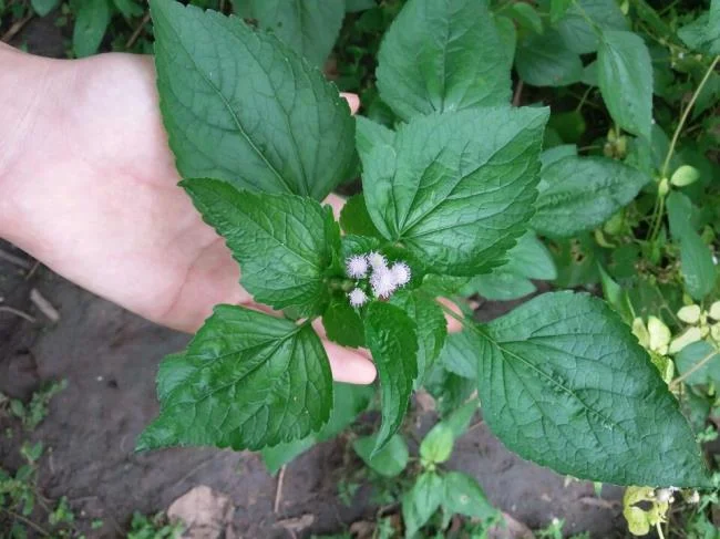 美麗的豬屎花的圖片