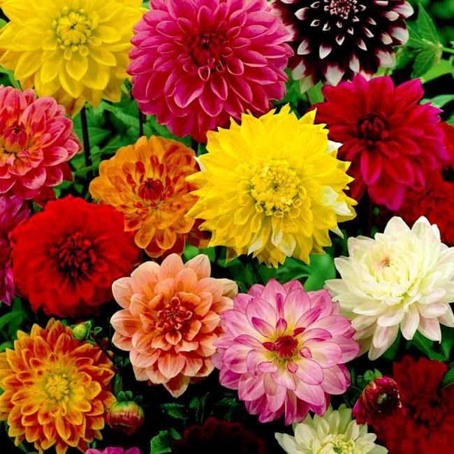 Asal bunga dahlia