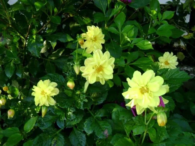 Maksud bunga dahlia