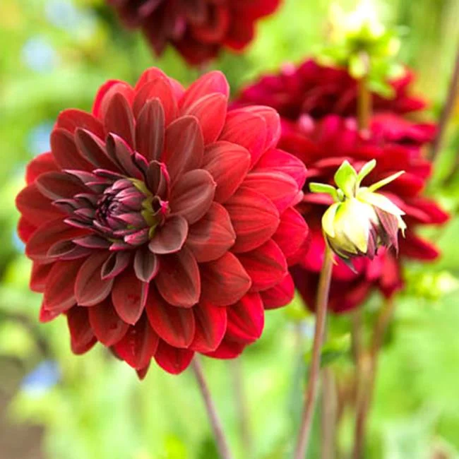 Gambar bunga dahlia merah yang cantik