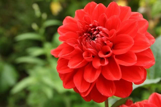 Gambar bunga dahlia merah yang cantik