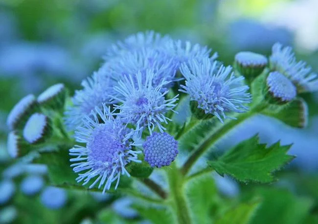 美麗的豬屎花的圖片