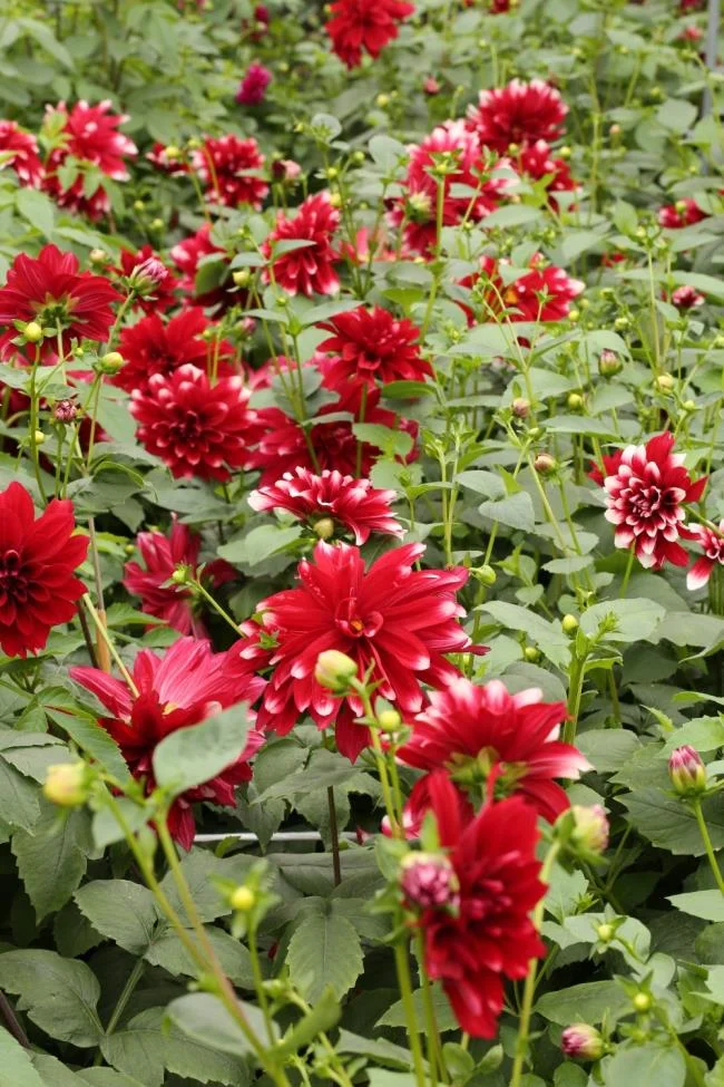 Gambar bunga dahlia merah yang cantik