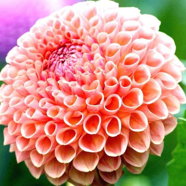 Gambar bunga dahlia merah yang cantik
