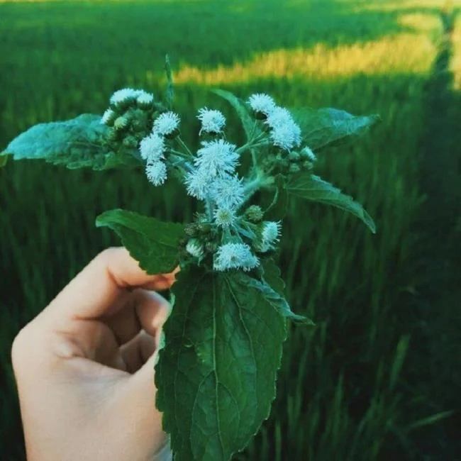 美麗的豬屎花的圖片