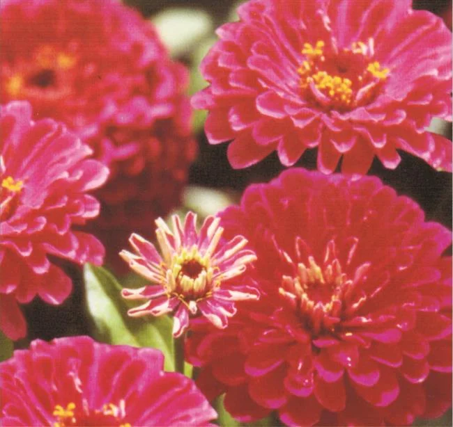 Gambar bunga dahlia merah yang cantik