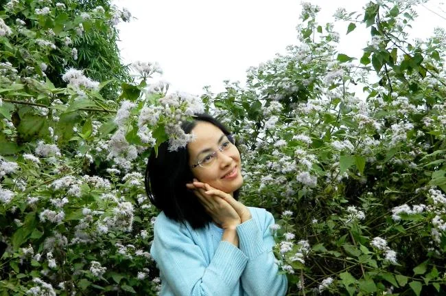 美麗的豬屎花的圖片