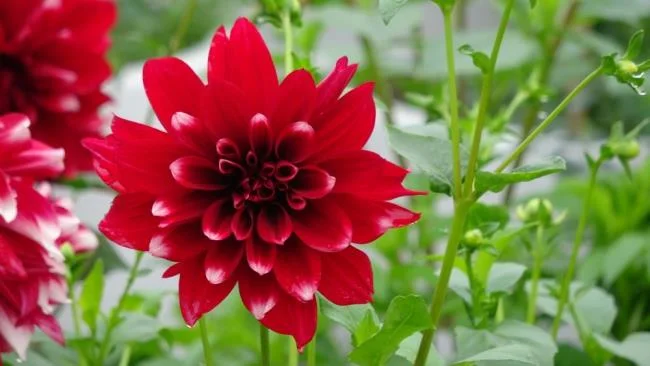 Gambar bunga dahlia merah yang cantik