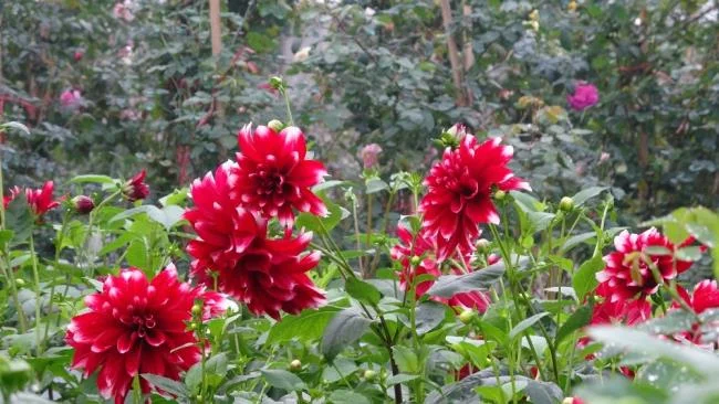 Gambar bunga dahlia merah yang cantik