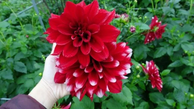 Gambar bunga dahlia merah yang cantik