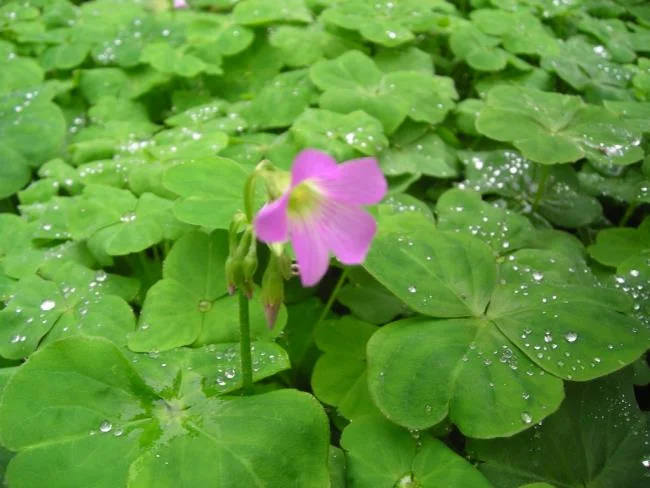 美麗的豬屎花的圖片
