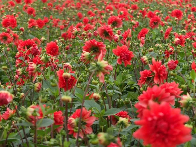Gambar bunga dahlia merah yang cantik