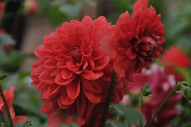 Gambar bunga dahlia merah yang cantik