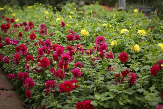 Gambar bunga dahlia merah yang cantik