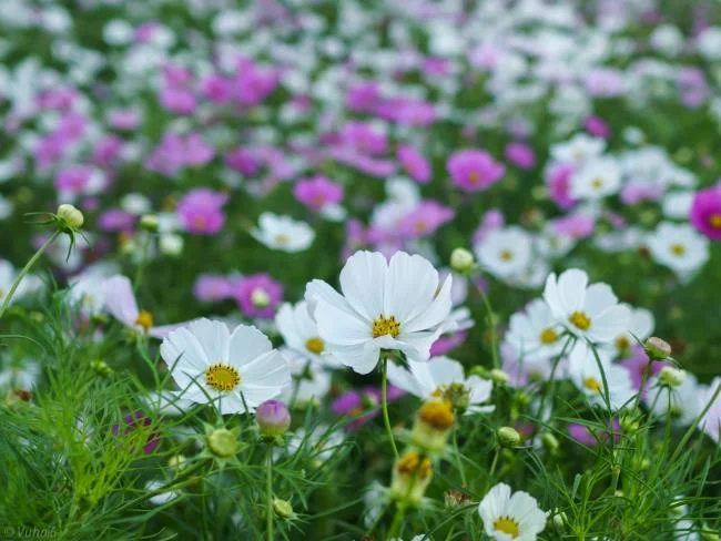 美麗的豬屎花的圖片