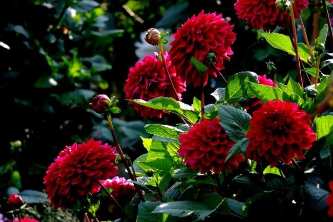 Gambar bunga dahlia merah yang cantik