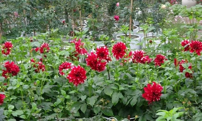Gambar bunga dahlia merah yang cantik
