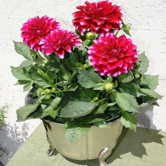 Gambar bunga dahlia merah yang cantik