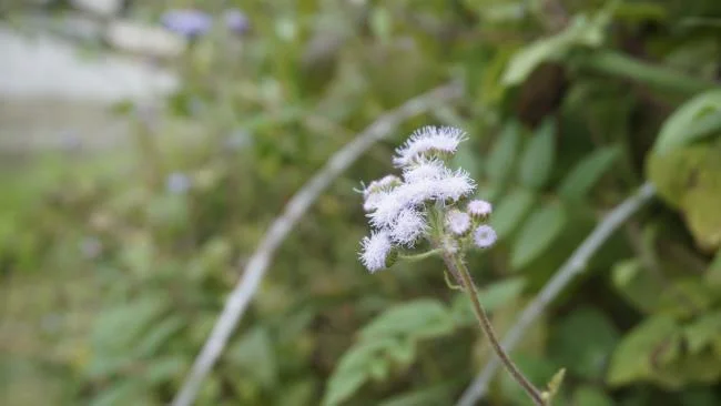 美麗的豬屎花的圖片