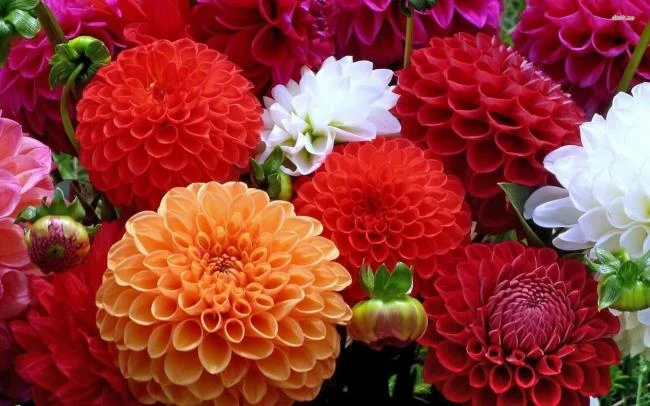 Gambar bunga dahlia merah yang cantik