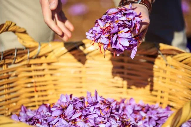 Menggabungkan gambar bunga safron yang paling indah