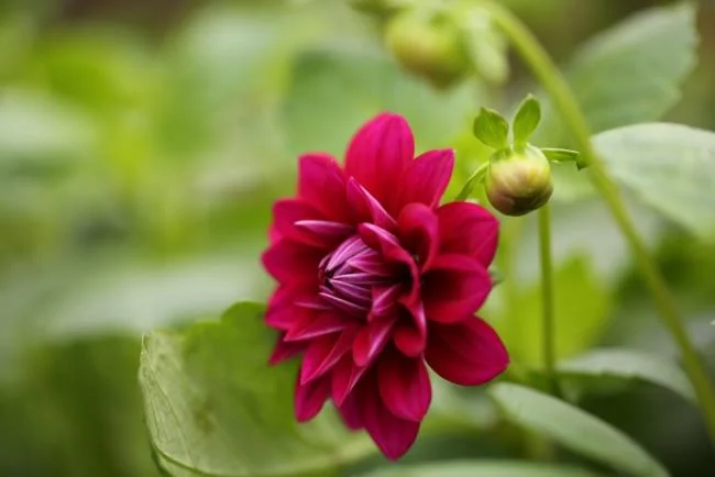 Gambar bunga dahlia merah yang cantik