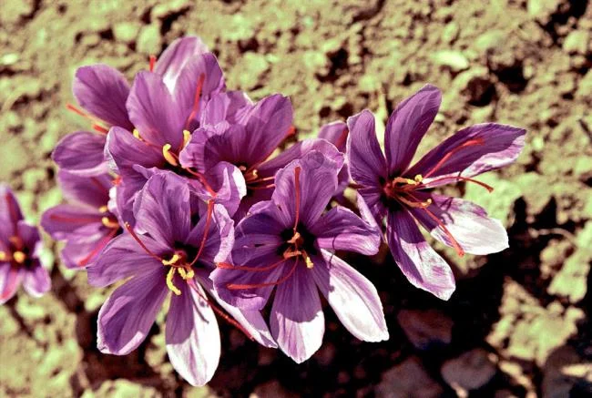 Menggabungkan gambar bunga safron yang paling indah