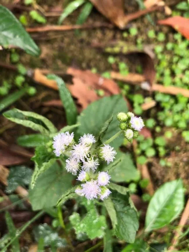 美麗的豬屎花的圖片