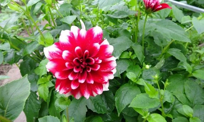 Gambar bunga dahlia merah yang cantik