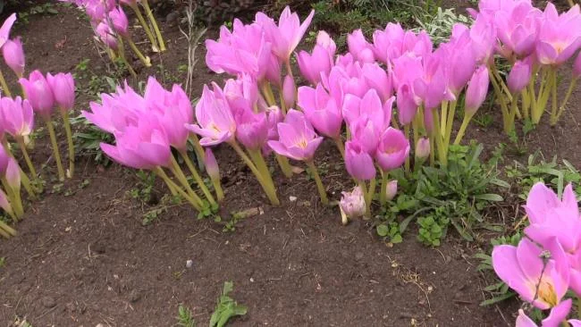 Menggabungkan gambar bunga safron yang paling indah