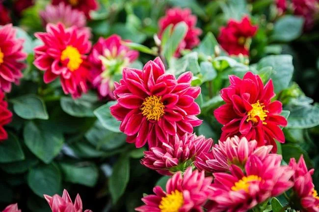 Gambar bunga dahlia merah yang cantik